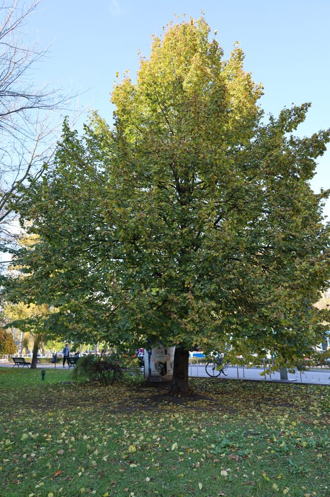 Lipa szerokolistna - <i>Tilia platyphyllos Scop.</i>