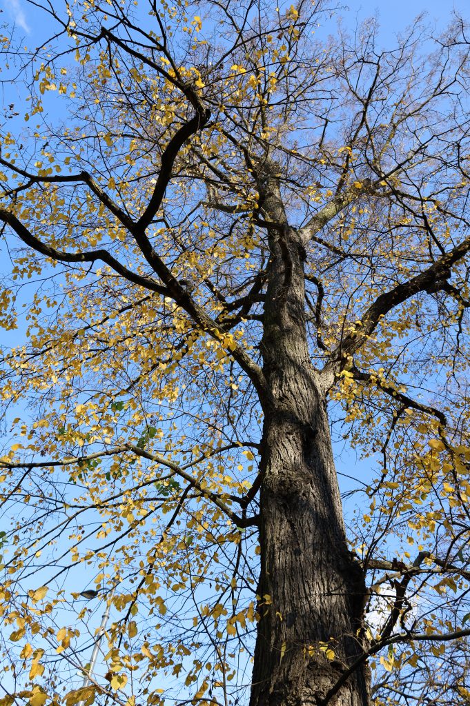 Pomnik przyrody - Wiąz szypułkowy - <i>Ulmus laevis Pall.</i>