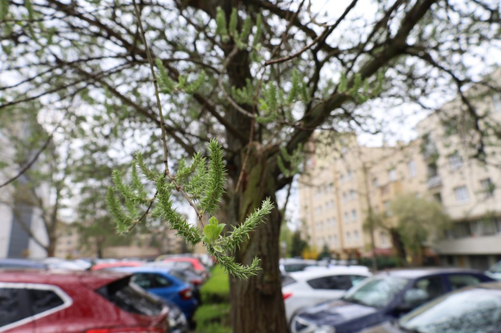 Wierzba iwa - <i>Salix caprea </i> L.