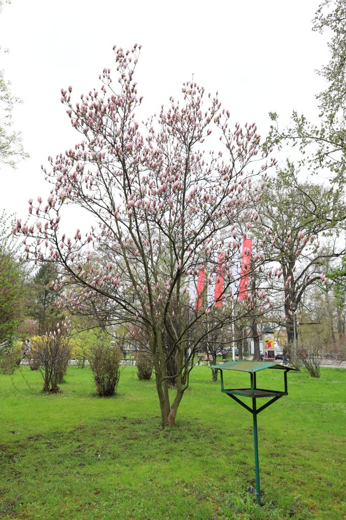 Magnolia drzewiasta - <i>Magnolia acuminata (L.) L.</i>