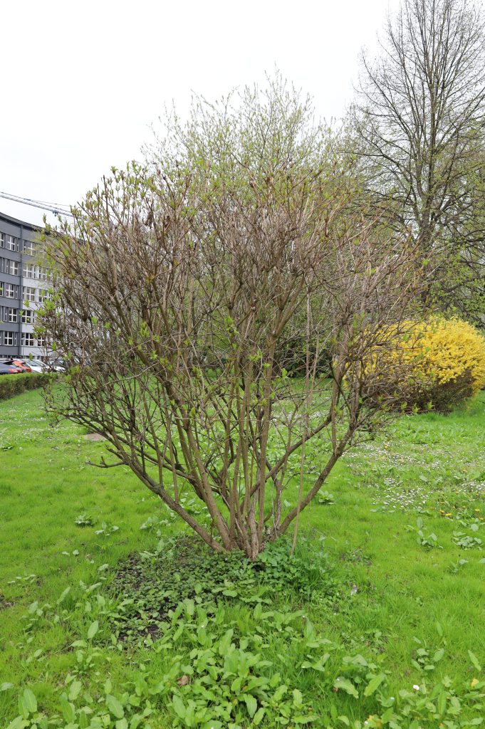 Krzewuszka cudowna - <i>Weigela florida (Bunge) A. DC.</i>