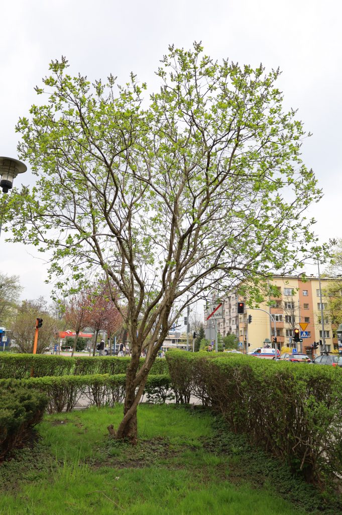 Lilak pospolity - <i>Syringa vulgaris L.</i>