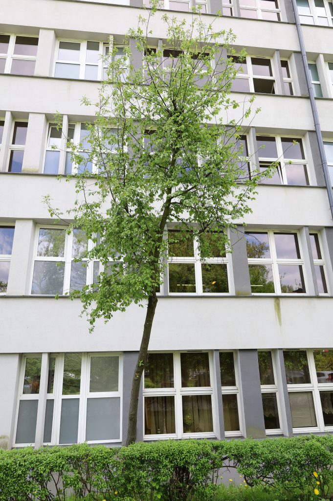 Lipa drobnolistna - <i>Tilia cordata Mill.</i>