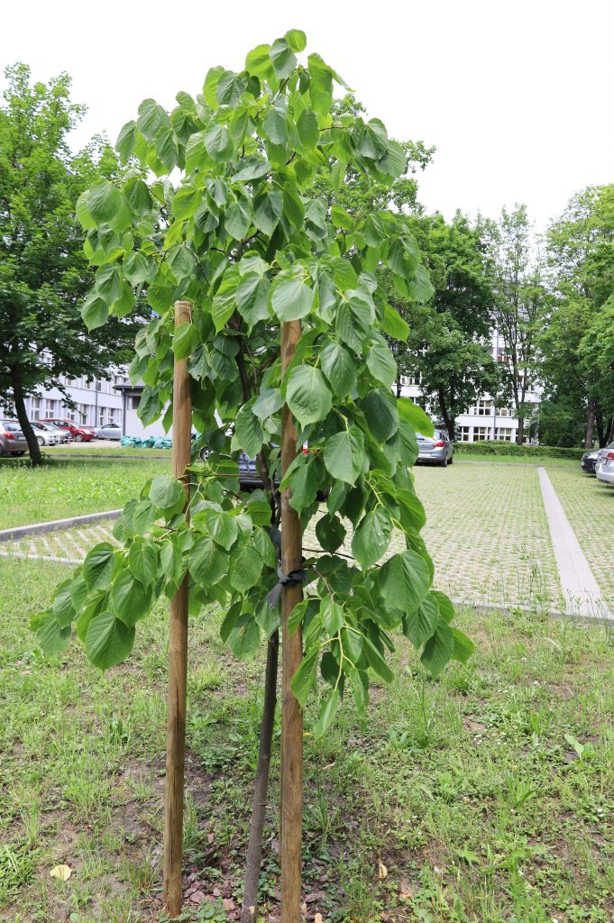 Lipa kaukaska- <i>Tilia × euchlora K. Koch</i>