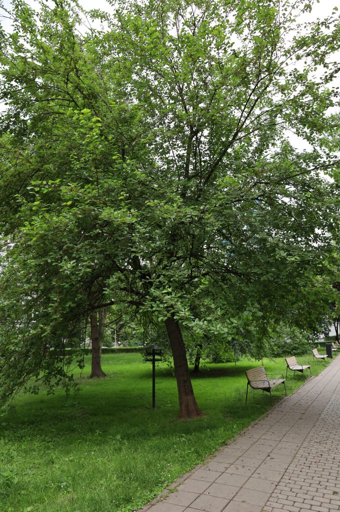 Morwa biała - <i>Morus alba L.</i>