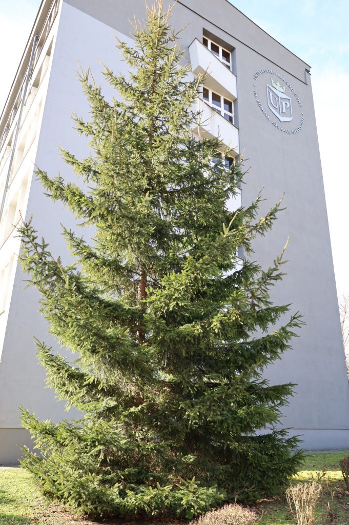 Świerk kłujący, świerk srebrny (<i>Picea pungens </i>Engelm.)