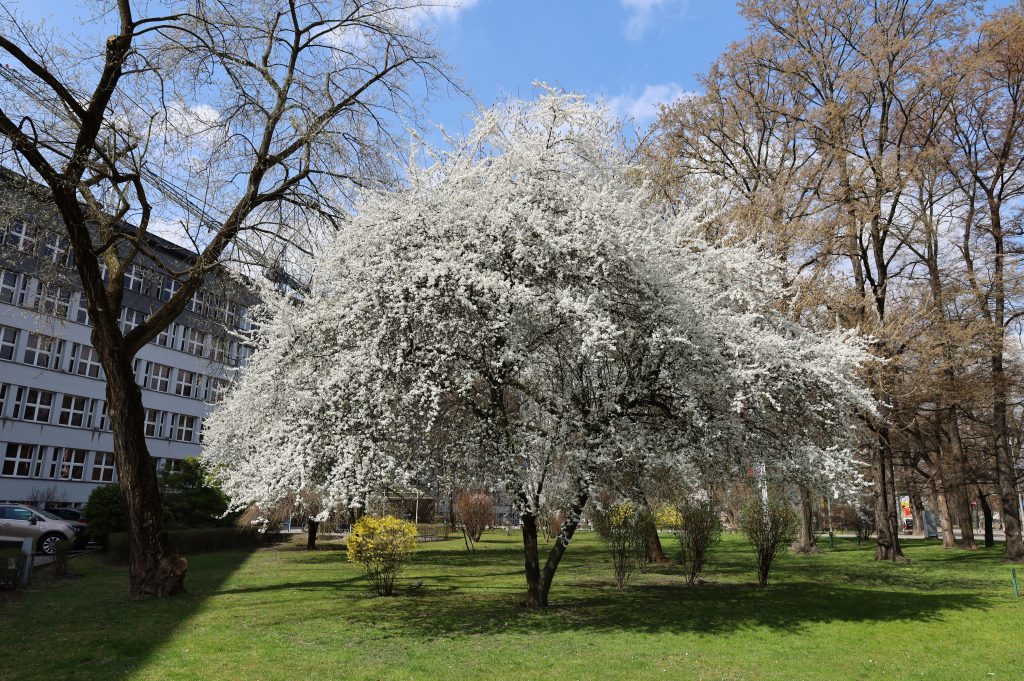 Śliwa domowa (<i> Prunus domestica </i>L.)