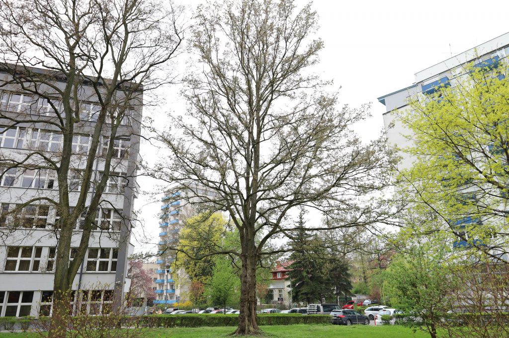 Wiąz pospolity, wiąz polny (<i>Ulmus minor </i> L.);