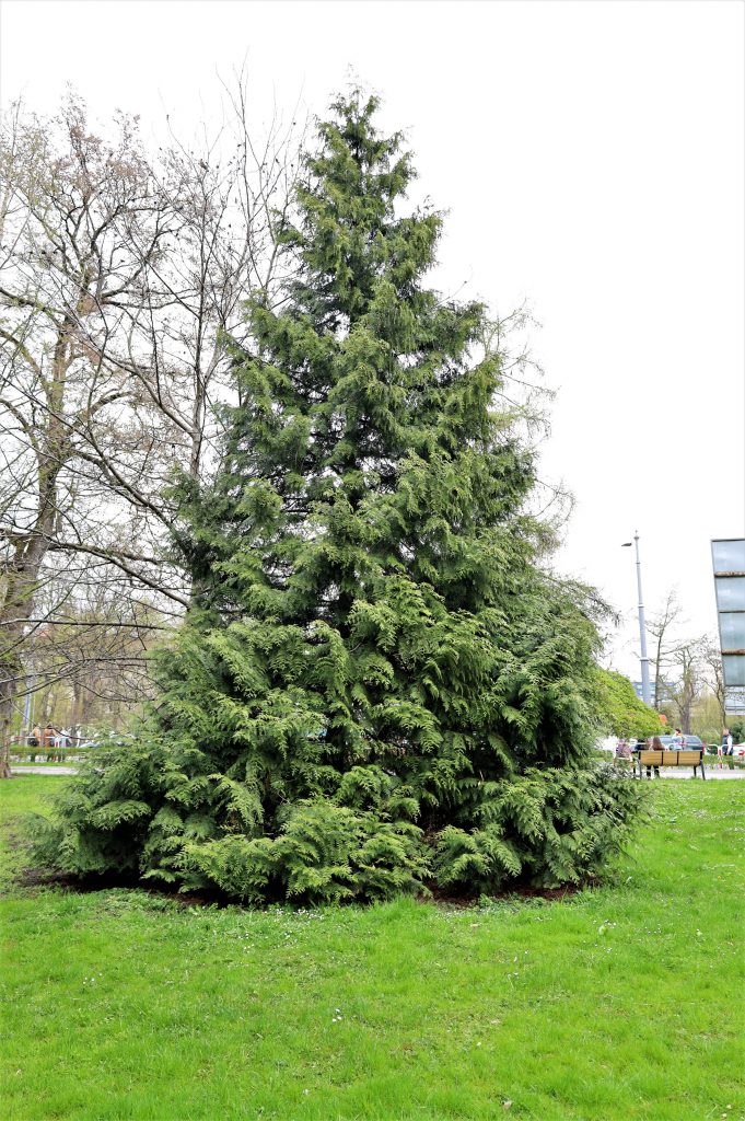 Żywotnik zachodni (<i>Thuja occidentalis </i> L.); cyprysowate (Cupressaceae Rich. ex Bartl.)