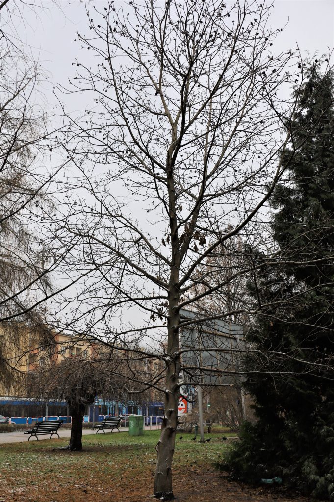 Orzech włoski – <i>Juglans regia </i>L. – orzechowate (<i>Juglandacae</i> DC. ex Perleb)