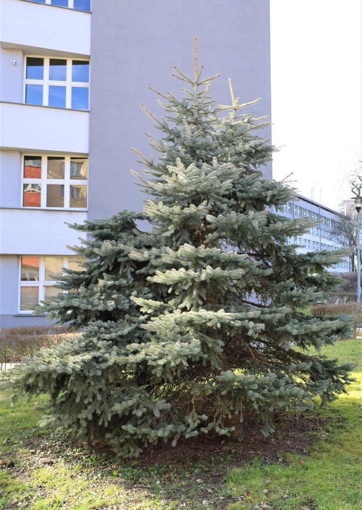 Świerk pospolity (<i>Picea abies </i>(L.) H.Karst)
