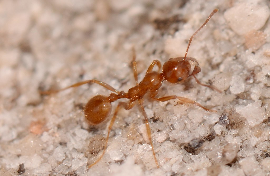 Mrówkowate (<i>Formicidae</i>)