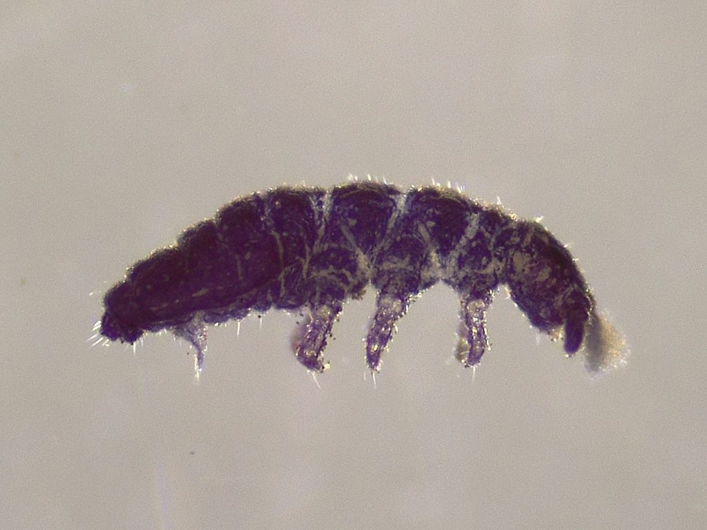 Skoczogonki (<i>Collembola</i>)