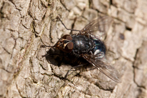 Muchówki (<i>Diptera</i>)