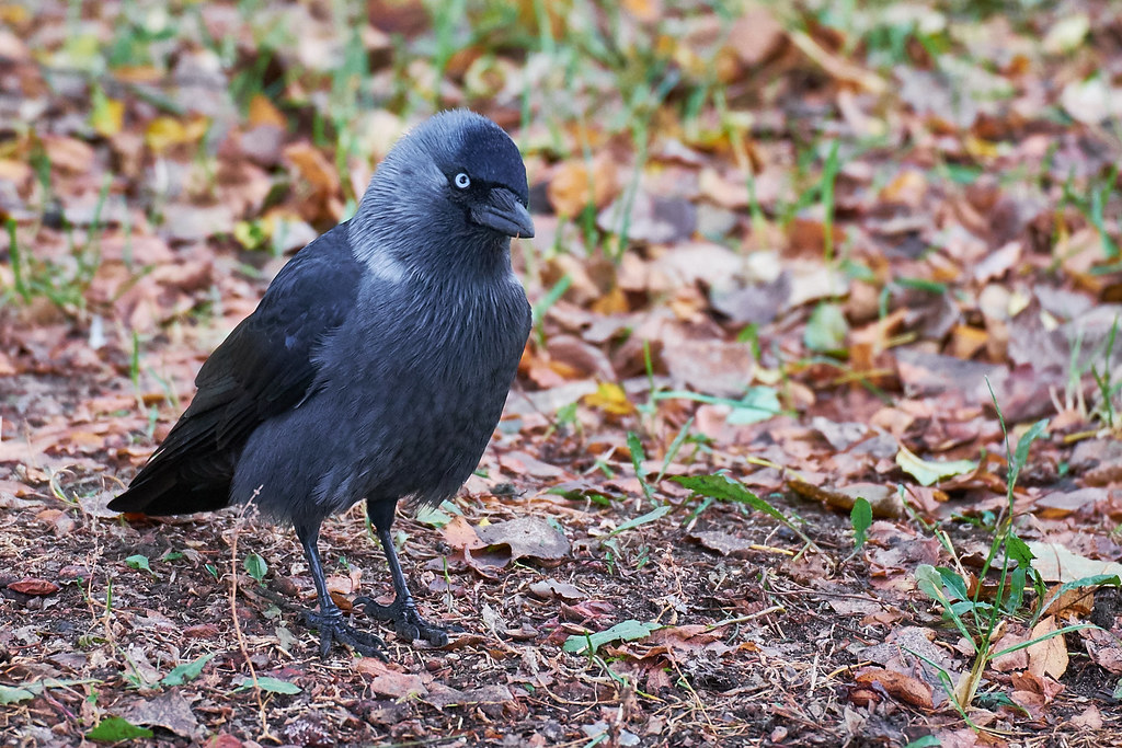 Kawka (<i>Corvus monedula</i>)