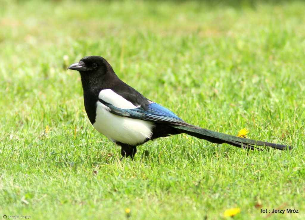 Sroka zwyczajna (<i>Pica pica</i>)