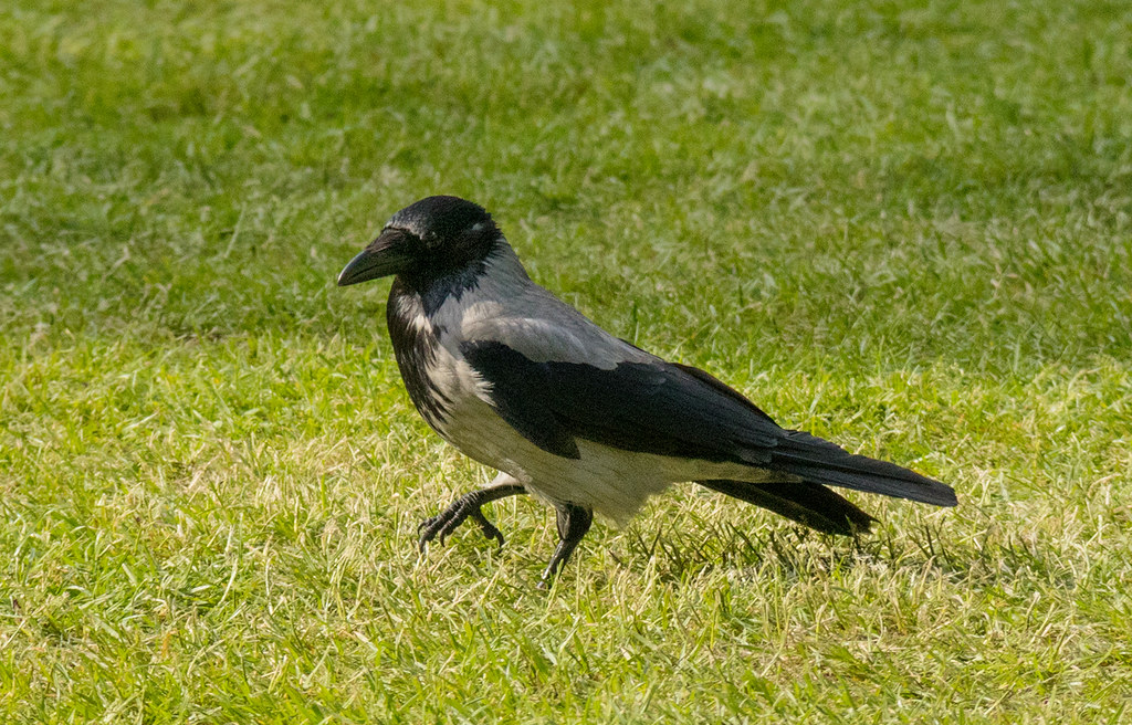 Wrona siwa (<i>Corvus cornix</i>)